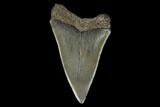 Fossil Mako Shark Tooth - South Carolina #128740-1